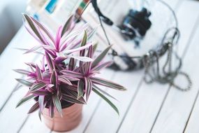 Colorful houseplant