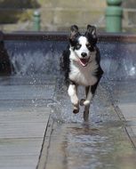 border collie at the city fountain