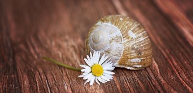 empty snail shell and daisy on wooden surface