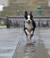 Border Collie runs on water