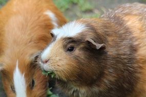 guinea pigs eat grass