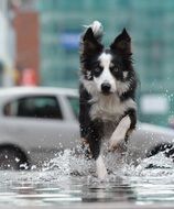 black and white dog running through water on street in city