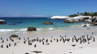 penguins on tropical beach with white sand