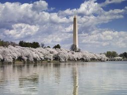 washington monument behind bloom cherry trees