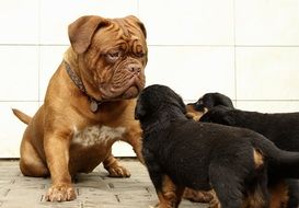 familiarity rottweiler puppies with the mastiff dog