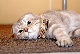 grey fold ear cat lying on carpet