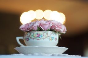 pink roses in vintage tea cup