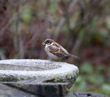 male sparrow sits on stone fountain