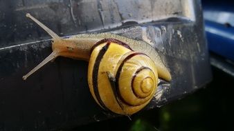 yellow snail close up