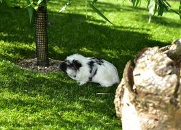 guinea pig on grass, cavia porcellus