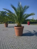 tropical palm plant casting hesse city