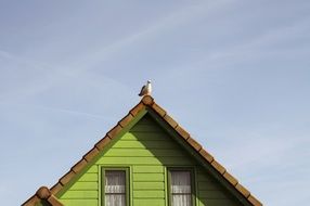 seagull sits on roof of village house, netherlands