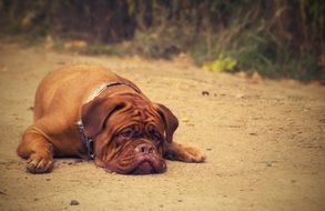 portrait of red young bordeaux dog lying on ground