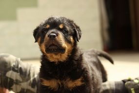 cute rottweiler puppy dog close-up on blurred background