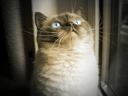 british shorthair cat with blue eyes looking up