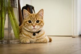 ginger domestic kitten with a collar