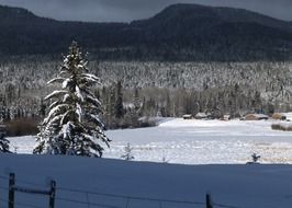 winter forest at sunrise, canada, british columbia, canim lake