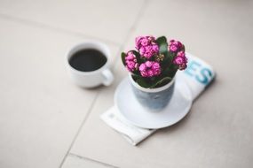 kalanchoe flower and cup of cofee