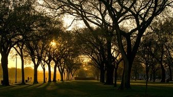 early morning in summer park, usa, columbia, washington dc