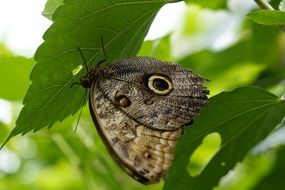 exotic owl butterfly on leaf in mainau