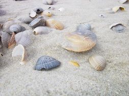 empty seashells on grey sand