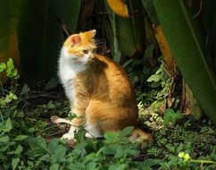 Red Cat sitting among tropical plants