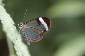 Greta morgane is a day active ithomiine butterfly from the subfamily Ithomiinae