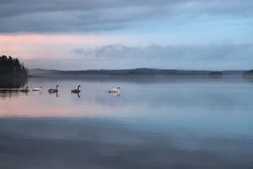 black and white swans in the evening lake