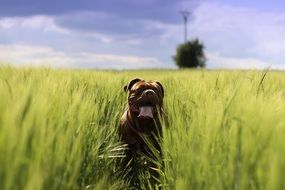 charming mastiff is running in the countryside
