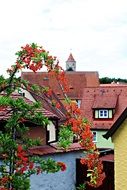 firethorn plant with ripe berries in old town