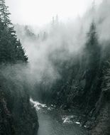 spruce forest on rock above mountain river in mist