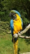 yellow and blue ara parrot sits on dry branch