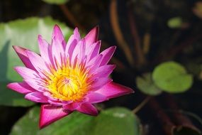 blooming of pink lotus in Thailand