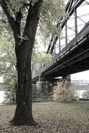 frankfurt steel railway bridge tree