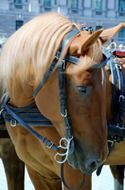 head of brown bavarian warmblood horse close up