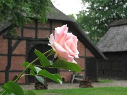 pink rose at old farmhouse