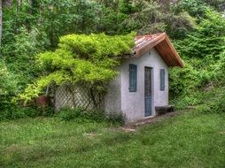 vines on picturesque small house at trees