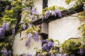 purple violet blue wisteria flowers gray wall nesting box