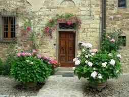 blooming potted plants at entrance door of old building