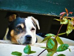 young tricolor dog looking from window