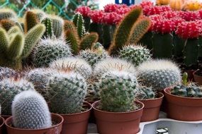 mini cacti, potted plants for sale