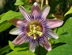 passion flower close up, front view
