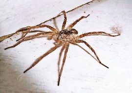 common house spider, arachnid