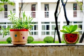 green plants in funny pots on window sill