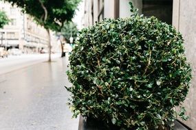 shrub on sidewalk in city