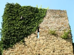 greenery on the stone wall