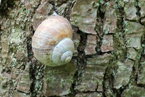 snail in a shell on a tree