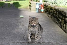 mackerel cat sits outdoor