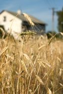 field near the village close up