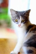 domestic animal cat&#039;s eyes